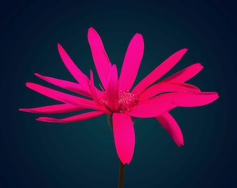 Hot Pink Senetti Fine Art Print, Bright Fuchsia Floral Modern Art, Home Decor, Large Flower Canvas Wall Art, UK artist