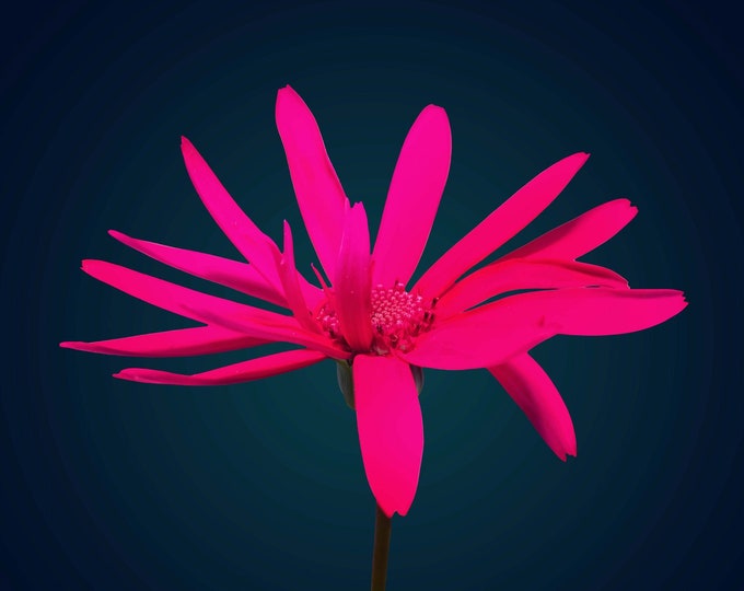 Hot Pink Daisy Flower Art Print, Fuchsia Floral Wall Art