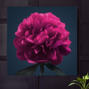 Magenta Pfingstrose Fine Art Print, Reiche Juwelentöne, Dunkel Rosa Große Blumenwand Kunst Leinwanddruck, UK Künstler