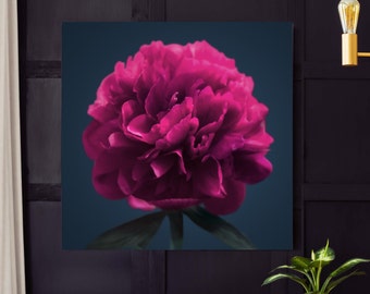 Magenta Peony Fine Art Print, Rich Jewel Tones, Dark Pink Large Floral Wall Art Canvas Print, UK Artist