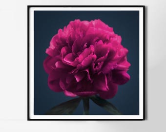 Magenta Peony Fine Art Paper Print, 24x24" Dark Pink Floral Wall Art
