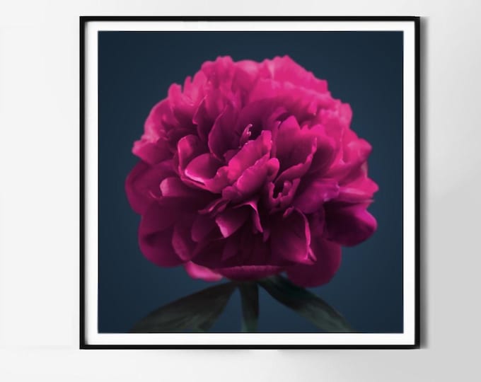 Magenta Peony Fine Art Paper Print, 24x24" Dark Floral Wall Art