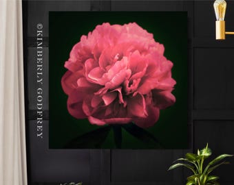 Coral Peony Fine Art Print, Blush Pink Flower, Pink Peach, Large Floral Wall Art Canvas Print, UK Artist