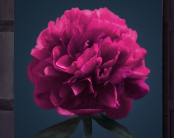 Sale Hot Pink Peony Paper Print, 24x24" Interior Design, Dark Pink Aesthetic Decor, Midnight Blue Accents, UK artist