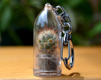 Live Cactus Keychain // Shining Knight Cactus Terrarium Keychain Accessory