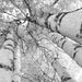 Ursula Morelli reviewed Birch tree art print, Door County photo, black and white trees, large canvas gift, B&W picture wall decor 8x10 11x14 12x18 16x20 20x30 32x48