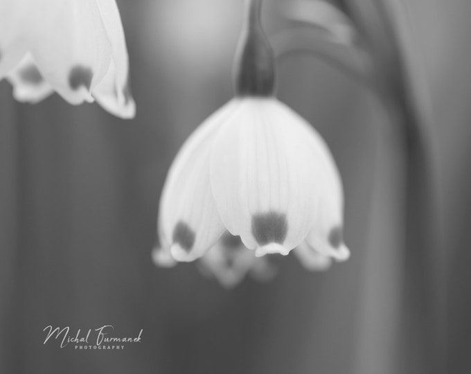 Summer Snowflake photo print, Snowdrop flower art, floral wall decor, black and white photography, large paper canvas picture, 5x7 to 32x48"