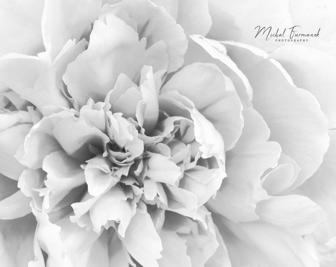 Peony in B&W, floral art photo print, black and white photography, flower wall decor, large paper or canvas picture, 5x7 8x10 to 32x48 inch