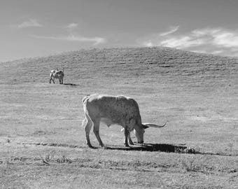 Longhorn photo print, black and white wall art, cow picture, large animal photography, American West, paper or canvas decor, 5x7 to 24x36"