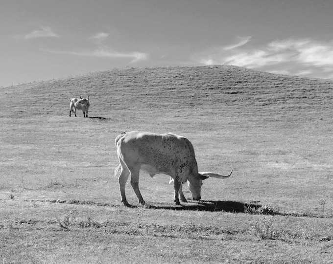 Longhorn photo print, black and white wall art, cow picture, large animal photography, American West, paper or canvas decor, 5x7 to 24x36"