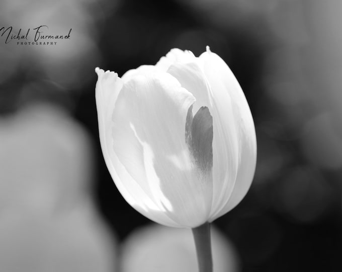 White Tulip photo print, flower art, black and white photography, large paper or canvas picture, floral wall decor, 5x7 8x10 to 32x48 inches