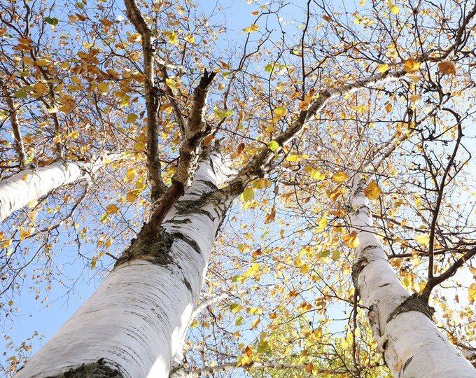 Birch Tree in color photo print, yellow white blue wall art, trees photography, large picture decor, paper canvas, sizes from 5x7 to 40x60"