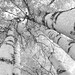 Roxanne Sterling reviewed Birch Trees Canopy print, Door County photo art, black and white trees, paper or canvas picture, B&W wall decor