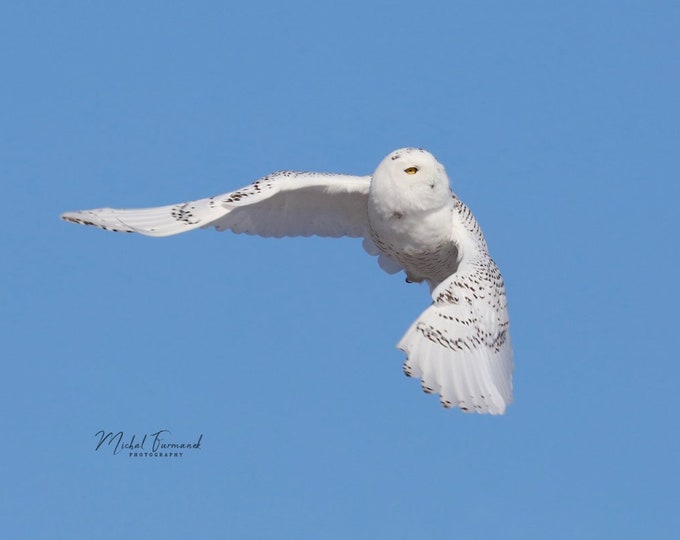 Snowy Owl in flight picture, owl photo print, paper or canvas decor, nature photography, birds of prey wall art, 5x7 8x10 to 24x36 inches