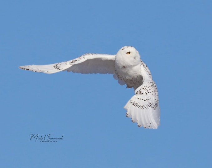 Snowy Owl in flight picture, owl photo print, paper or canvas decor, nature photography, birds of prey wall art, 5x7 8x10 to 24x36 inches