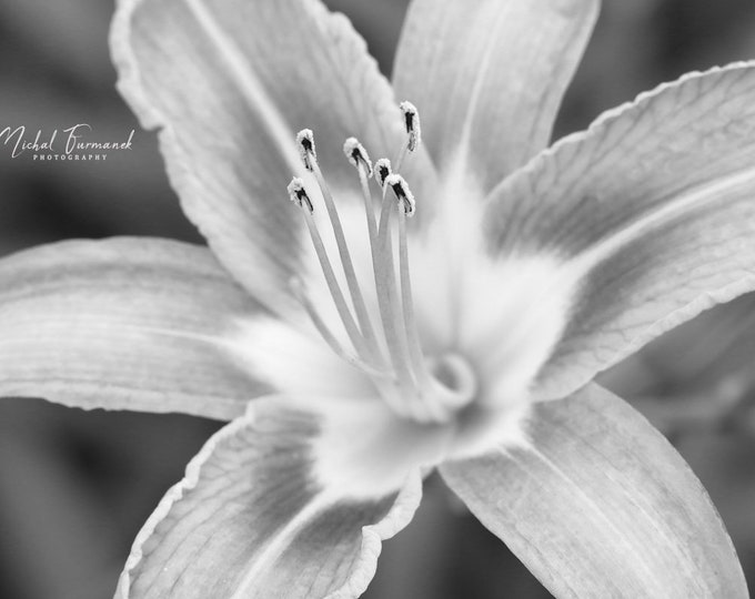 Orange Daylily photo print, day lily flower, B&W art, black and white photography, paper or canvas picture, floral wall decor, 5x7 to 32x48"