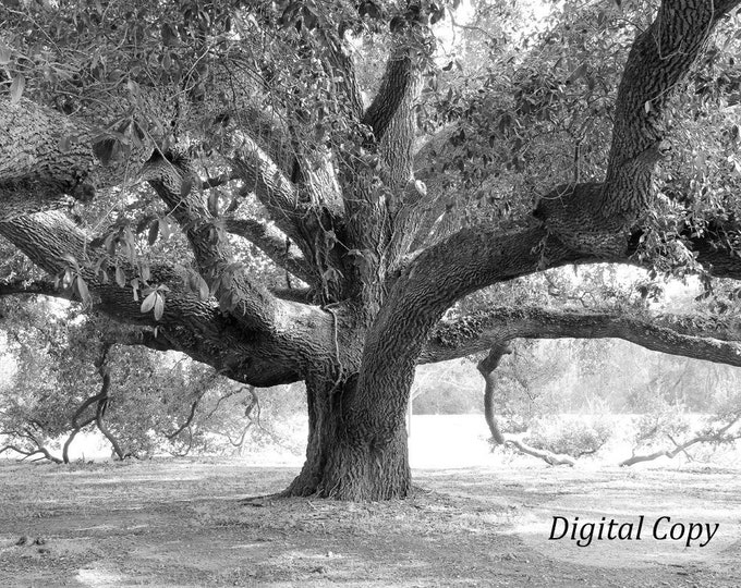 Live Oak tree photo print, INSTANT DOWNLOAD digital copy, Georgia art photography, printable black and white picture decor, 5x7 to 12x18"