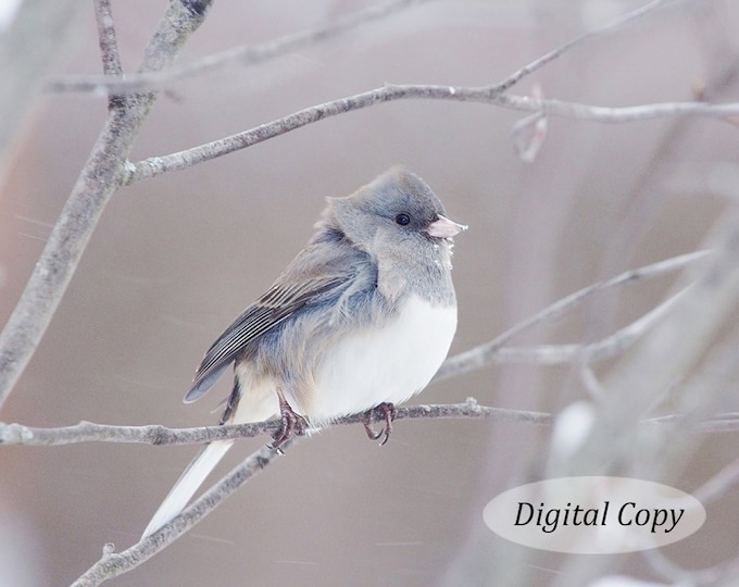 Junco the Snowbird, INSTANT DOWNLOAD picture, printable bird photo, digital copy, nature photography art, 5x7 to 16x24" wall decor