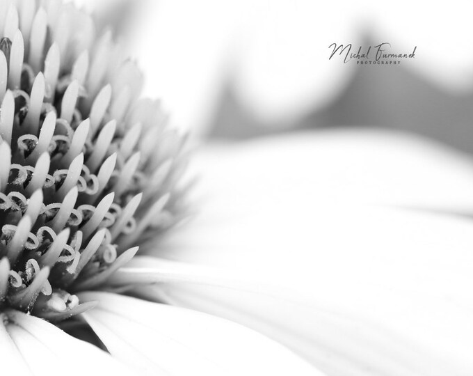 Dreamy Coneflowers photo print, floral wall decor, black and white art, B&W flower photography, paper or canvas picture, 5x7 8x10 to 32x48"