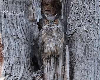 Great Horned Owl print, owl photo, nature photography, owl picture, paper or canvas decor, birds wall art, 5x7 8x10 11x14 to 16x16 16x20"