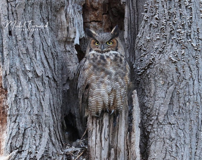 Great Horned Owl print, owl photo, nature photography, owl picture, paper or canvas decor, birds wall art, 5x7 8x10 11x14 to 16x16 16x20"
