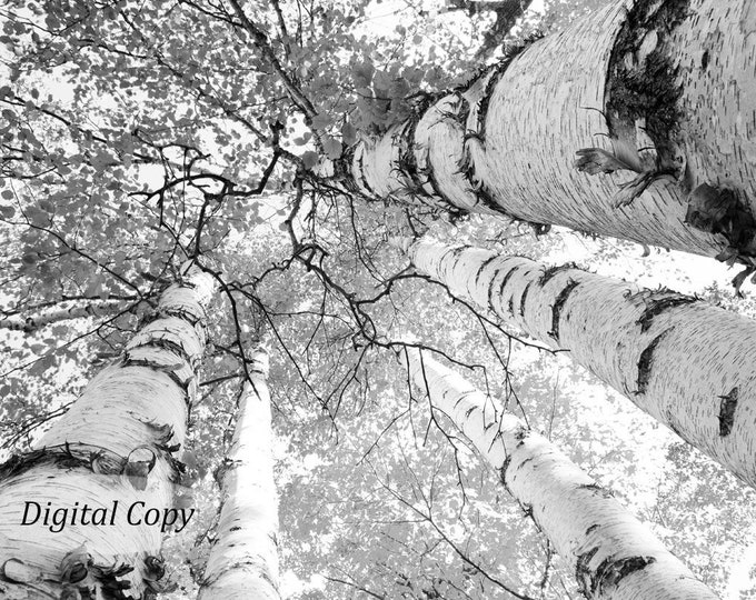 Birch trees picture, INSTANT DOWNLOAD digital copy, black and white art, Door County wall decor, photo gift 5x7 8x10 10x10 11x14 12x12 12x18