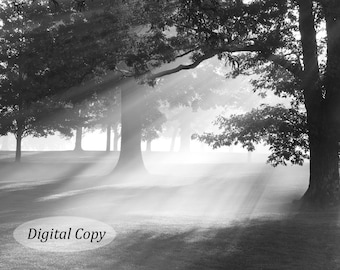 Oak trees photography art, INSTANT DOWNLOAD, digital copy, Misty Oaks print, printable photo, black and white picture decor, 5x7 to 12x18