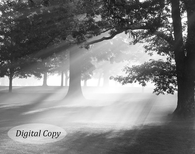 Oak trees photography art, INSTANT DOWNLOAD, digital copy, Misty Oaks print, printable photo, black and white picture decor, 5x7 to 12x18