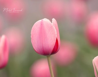 Pink Tulips photo print, blush pink wall art, floral decor, spring flower photography, paper/ canvas picture, photo gift 5x7 to 32x48"