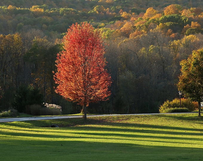Trees in fall print, Red Maple Tree photo, tree photography art, tree wall decor, large paper or canvas picture, sizes 5x7 to 40x60 inches