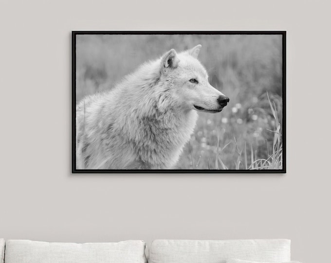 Black and white Wolf photo print, Wolf picture, wildlife photography, animal wall art decor, large paper or canvas picture, 5x7 to 40x60"