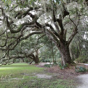 Live Oak trees photo print, tree photography, picture of southern oaks with Spanish moss, tree wall decor, paper or canvas, 5x7 to 40x60 zdjęcie 1