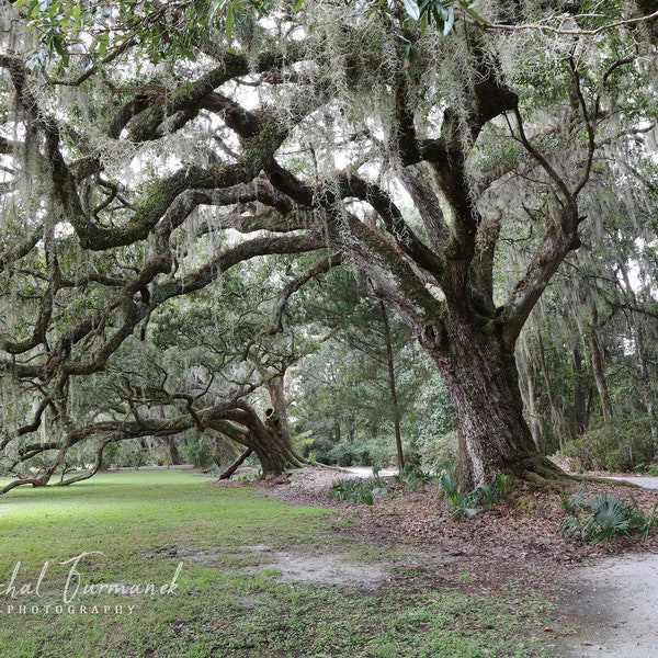 Spanish Moss Trees Etsy