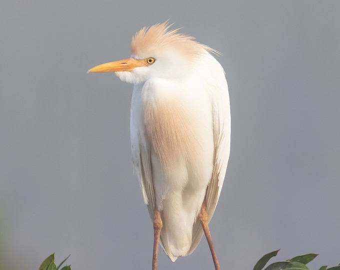 VERTICAL Egret print, Cattle Egret photo, Florida art, white bird wall art, wildlife art, large canvas, framed bird lover gift, 5x7 to 16x24