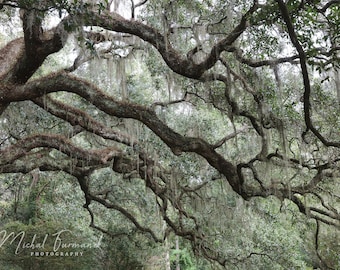 Live Oak trees photo print, tree photography, picture of southern oak with Spanish moss, tree wall decor, paper or canvas, 5x7 to 40x60"