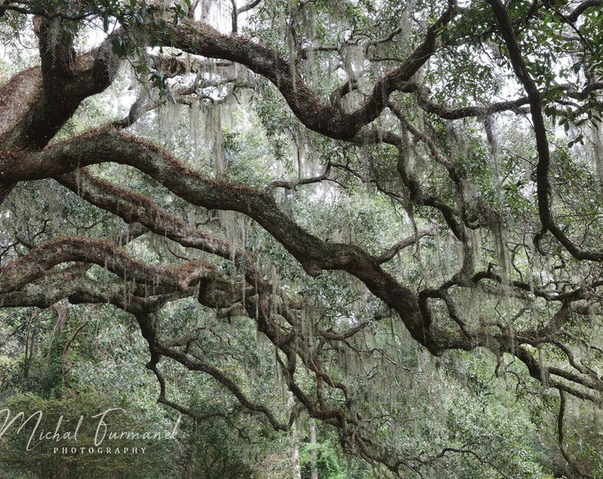 Live Oak trees photo print, tree photography, picture of southern oak with Spanish moss, tree wall decor, paper or canvas, 5x7 to 40x60"