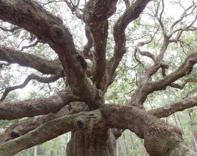 Angel Oak Tree photo print, giant live oak picture, tree art photography, large black and white wall decor, paper or canvas, 5x7 to 40x60"