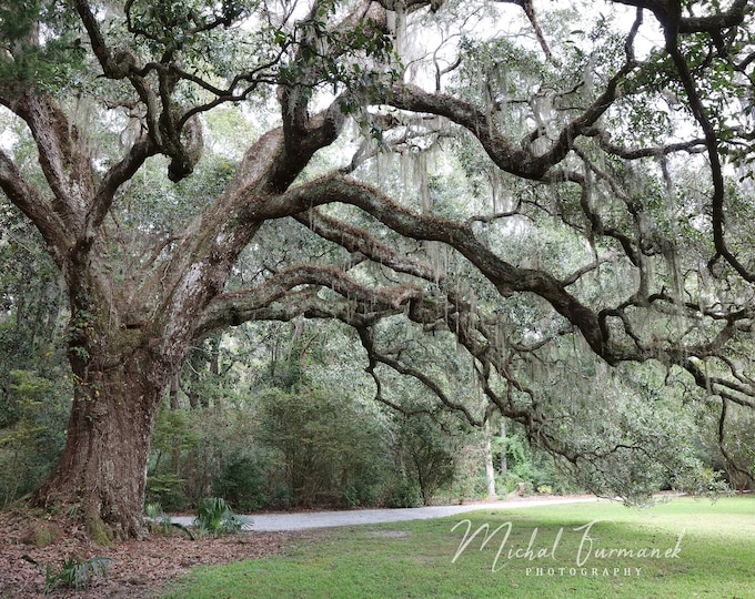 Live Oak Tree photo print, color or black and white photography, large South Carolina wall art decor, paper or canvas picture, 5x7 to 40x60"