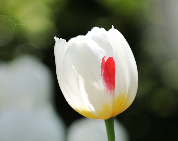 Tulip print, white tulip with red petal, floral wall art, floral photo print, flower photography, floral decor, large canvas, 5x7 to 40x60"