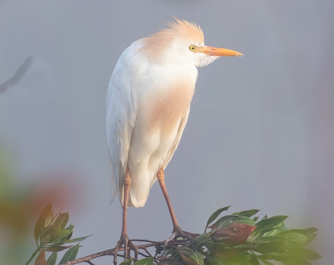 VERTICAL Egret print, Cattle Egret photo, Florida art, white bird wall art, wildlife art, large canvas, framed bird lover gift, 5x7 to 20x30