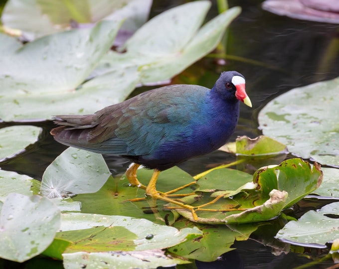 Purple Gallinule print, Florida bird wall art, colorful bird photos, Everglades wildlife art, bird wall decor, bird lover gift, 5x7 to 32x48