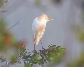 Cattle Egret print, Florida Everglades art, white egret photo, bird wall art, wildlife decor, large canvas, nature lover gift, 5x7 to 24x36"