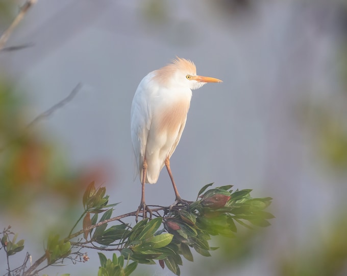 Cattle Egret print, Florida Everglades art, white egret photo, bird wall art, wildlife decor, large canvas, nature lover gift, 5x7 to 24x36"