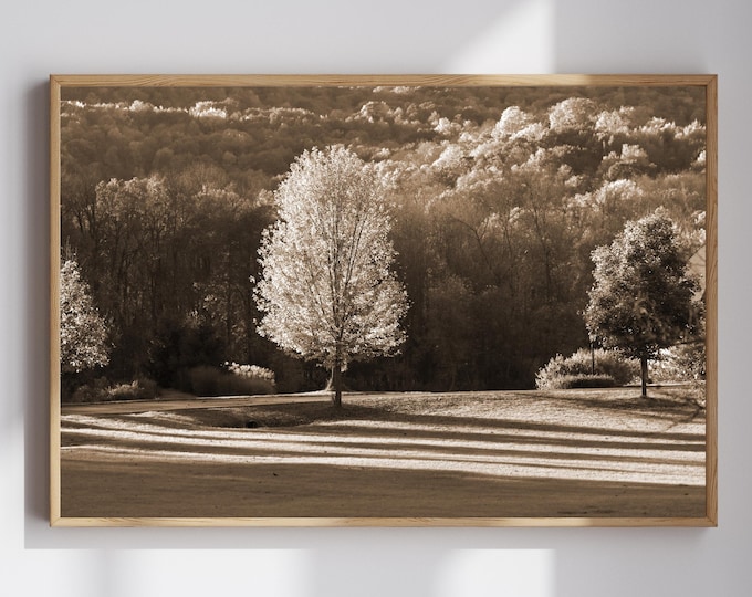 Fall scenery in sepia, Trees in fall print, tree photography art, tree wall decor, large paper or canvas picture, sizes 5x7 to 40x60 inches