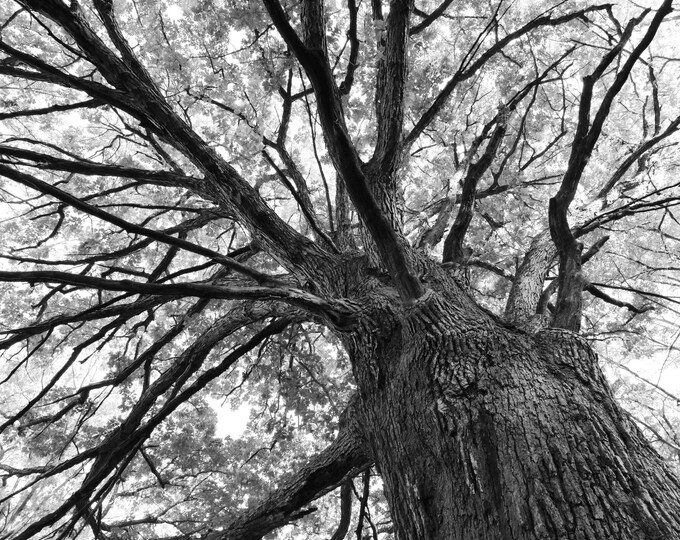 Oak Tree photo print, black and white art photography, oak tree wall art, large picture, canvas decor, 5x7 8x10 11x14 16x20 24x36 40x60