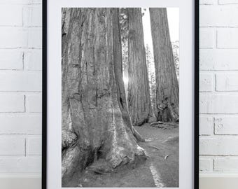 Sequoia National Park print, Giant Forest picture, black and white tree photography, vertical wall art, large picture, 5x7 to 40x60"