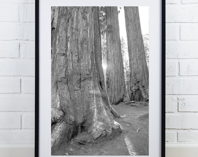 Sequoia National Park print, Giant Forest picture, black and white tree photography, vertical wall art, large picture, 5x7 to 40x60"