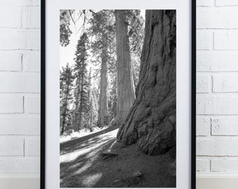Sequoia National Park print, Giant Forest picture, black and white tree photography, vertical wall art, large picture, 5x7 to 40x60"