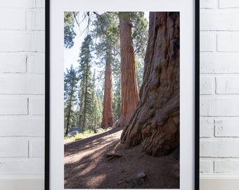 Sequoia National Park print, Giant Forest photo, tree photography in color, redwood photo, vertical wall art, large picture, 5x7 to 40x60"