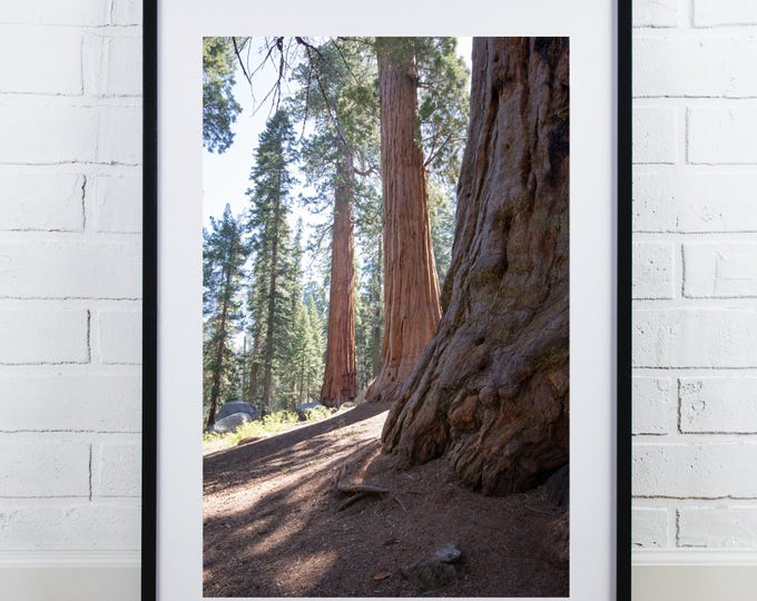 Sequoia National Park print, Giant Forest photo, tree photography in color, redwood photo, vertical wall art, large picture, 5x7 to 40x60"